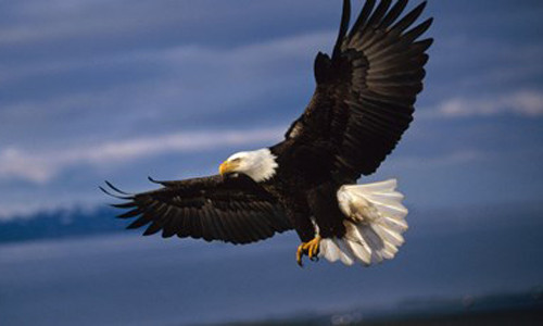 Đại bàng 'triệt hạ' flycam trong tích tắc