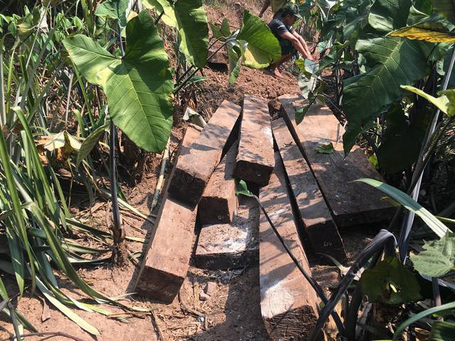 Phát hiện kho gỗ mun khủng trong lòng đất Phong Nha - Kẻ Bàng