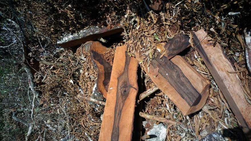 Hiện trường xót xa trong vụ phá rừng mun tại Phong Nha – Kẻ Bàng