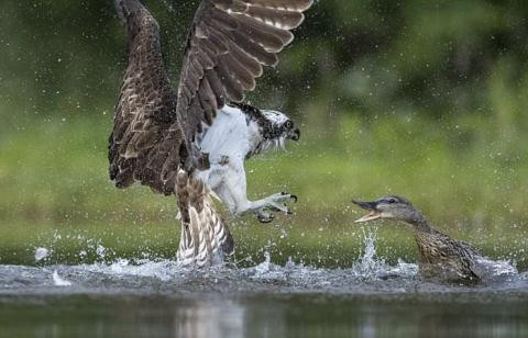Vịt trời giận dữ đánh chim ưng tơi tả