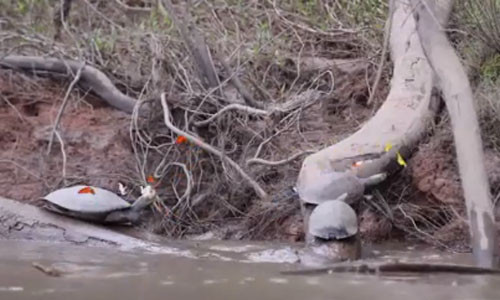 Kỳ lạ, đàn bướm ồ ạt uống nước mắt rùa đang phơi nắng