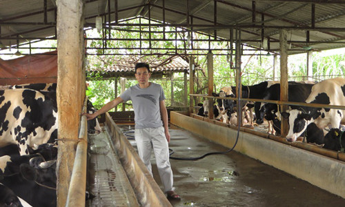 Đàn bò sữa của ông Bình