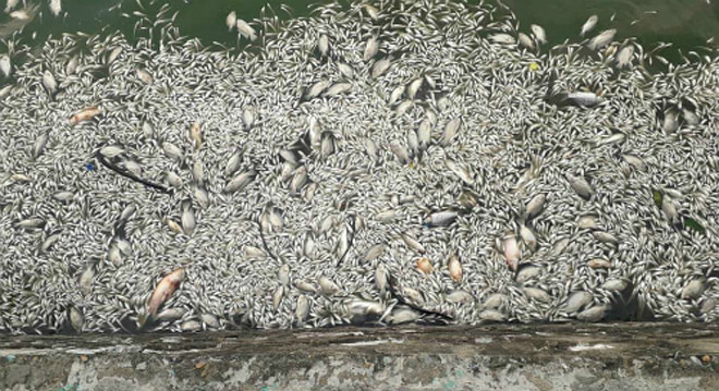 Cá chết nổi trên mặt nước Hồ Tây. Ảnh: Thúy Quỳnh.