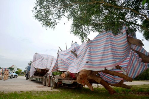 Cây đa sộp dài dài 25 m bị công an Quảng Ngãi tạm giữ. Ảnh: Văn Nam.