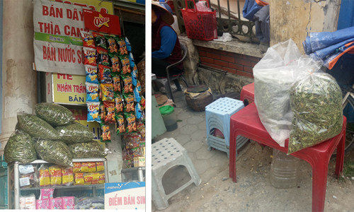 Dây thìa canh trôi nổi bán trên thị trường trồng trọt, thu hát, bảo quản không theo tiêu chuẩn tiềm ẩn nhiều nguy cơ gây hại cho sức khỏe ( Ảnh minh hoạ)