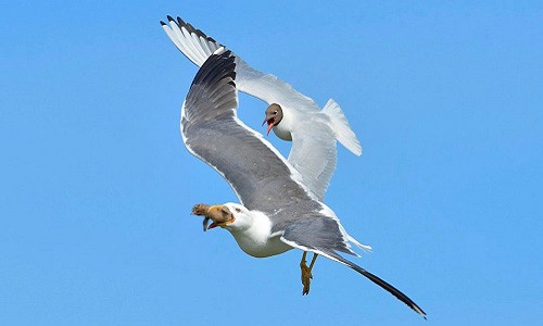 Chim mòng biển mẹ đuổi theo kẻ thù để đòi con. Ảnh: Laurie Campbell.