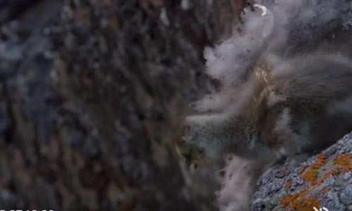 Ngỗng con sống sót khi rơi từ vách đá cao 122 m