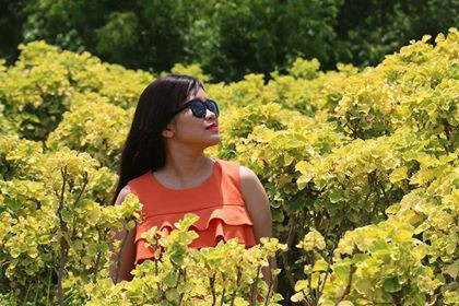 Vườn đinh Lăng rực rỡ sắc vàng của Trung tâm Dược liệu Phú Yên - nay là Công ty HebEco