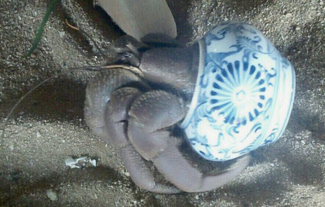 Bất ngờ bên trong lọ gốm cổ dưới đáy biển Lý Sơn