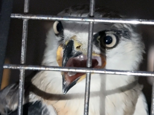 Chú chim khi được giải cứu, nhốt trong lồng. Ảnh: Tin Tin.