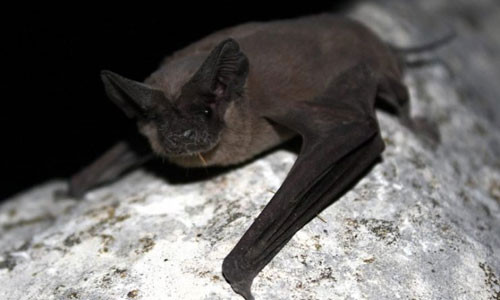 Loài dơi không đuôi Mexico, đối tượng thử nghiệm của dự án X-ray. Ảnh: War History.