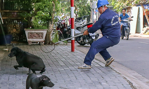Đội bắt chó thả rông trong một lần xuống địa bàn. Ảnh: Tuyết Nguyễn.