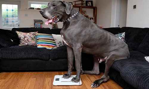 Balthazar nặng tới 95 kg, tương đương trọng lượng của một con voi nhỏ. Ảnh: SWNS.