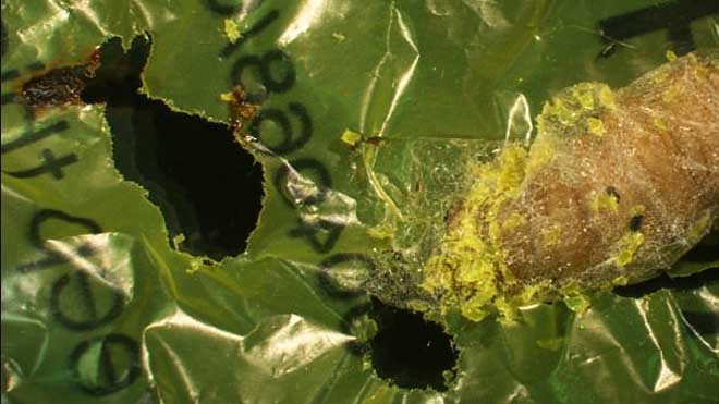 Đây là những con sâu đang khiến cả thế giới phải phấn khích