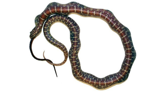 Rắn chúa đang nuốt một con rắn chuột. (Ảnh: New Scientist).