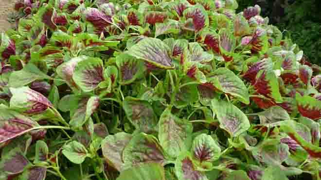 Rau dền được nhiều người ưa thích vào mùa hè