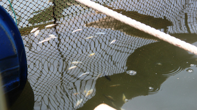 Cá nuôi chết hàng loạt không rõ lý do khiến người dân hoang mang