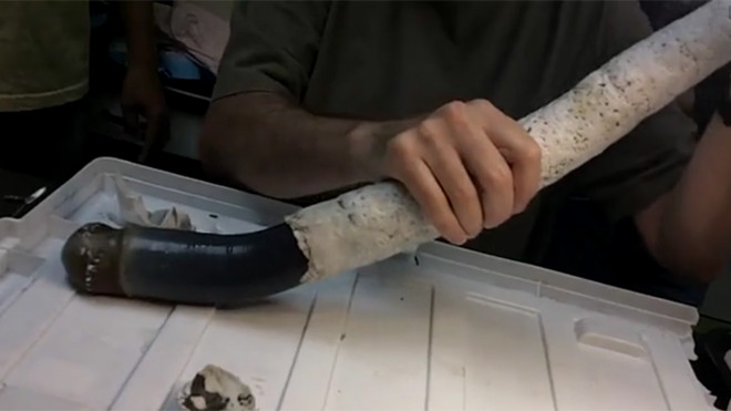 Loài hà khổng lồ dài 1,5 mét 