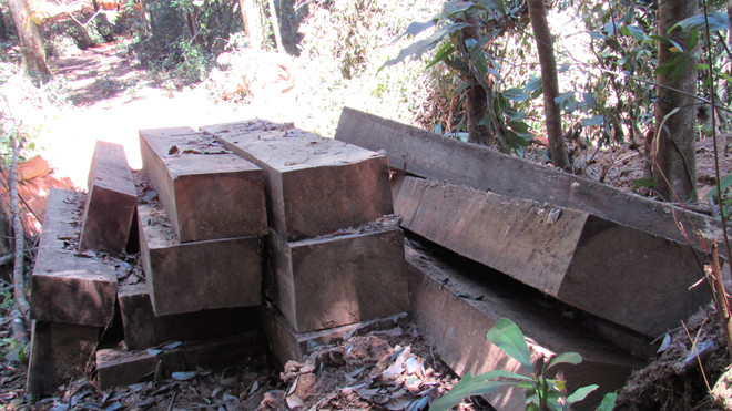 Một đống gỗ bị khai thác trái phép ở tiểu khu 205