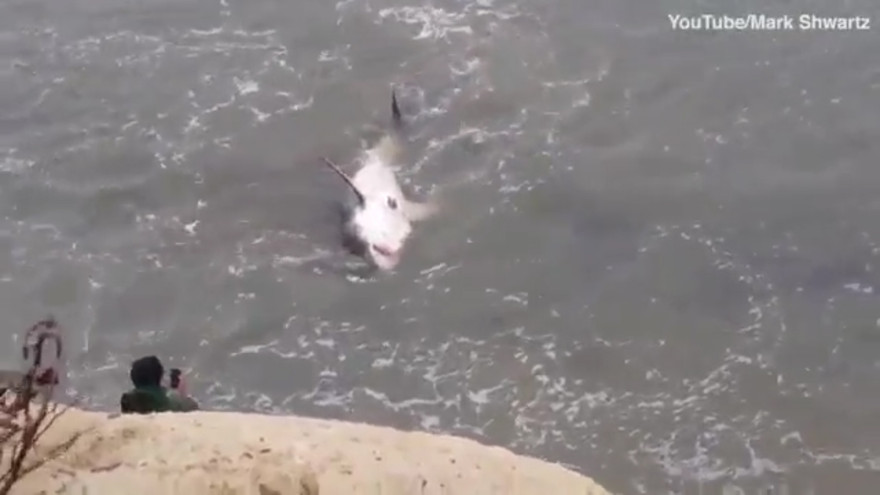 Cá mập trắng mắc kẹt, dân bất chấp nguy hiểm lao xuống chụp ảnh