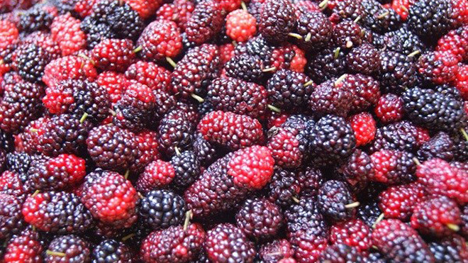 Lưu ý không thể quên khi ngâm siro dâu tằm