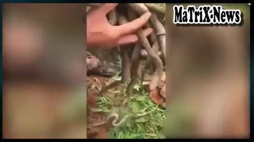 Người đàn ông tay không bắt hàng chục con trăn trong ổ