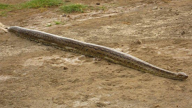 Ớn lạnh với loài trăn châu Phi lúc mổ bụng thấy nguyên cả xác người