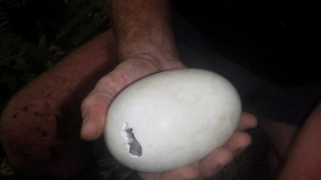 Quả trứng nhặt được từ trong vườn.