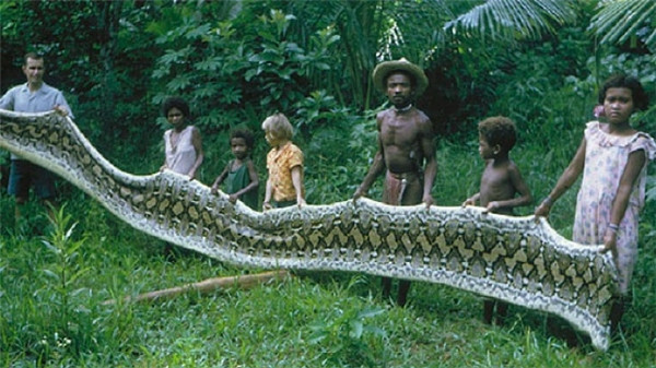 Kích thước to kinh khủng của trăn mắt lưới.