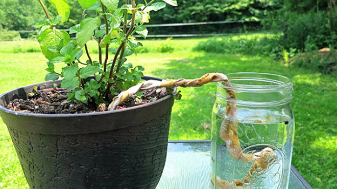 Vặn xoắn những sợi vải lại với nhau, sau đó đặt một đầu vào lọ nước, đầu kia nhét xuống đất trong bồn. Cách này giúp cây sống sót qua mùa hè khô nóng. Ảnh: Dontwastethecrumbs.