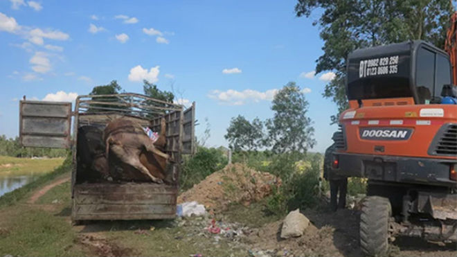 Bò chết bốc mùi vẫn mang đi tiêu thụ