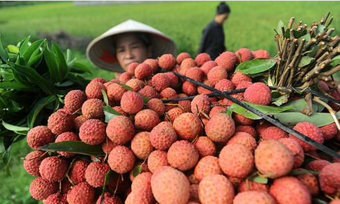 Có thị trường, nhưng con đường xuất ngoại của quả vải còn khá gian nan. Ảnh: Giang Huy