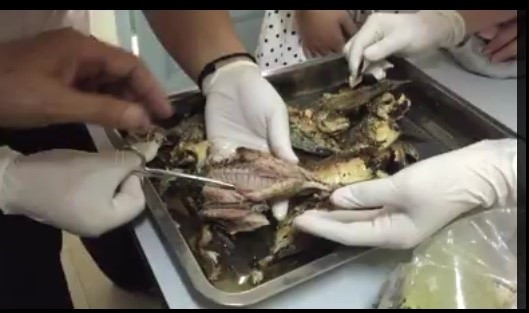 Ban quản lý KTX ĐH Quốc gia TPHCM kiểm tra ngay mẫu cá phát hiện có dòi