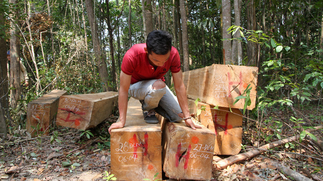 Rừng Krông Pa tiếp tục bị tàn phá. Ảnh minh họa.