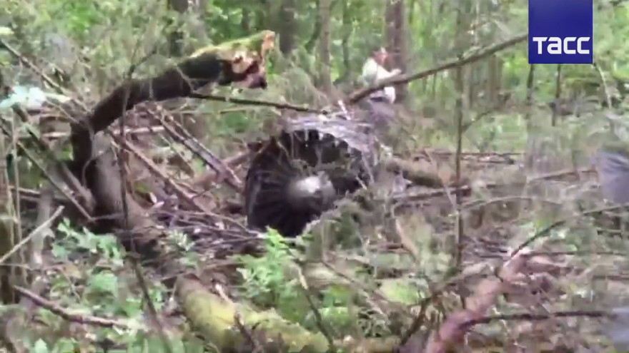 Hình ảnh cắt từ clip