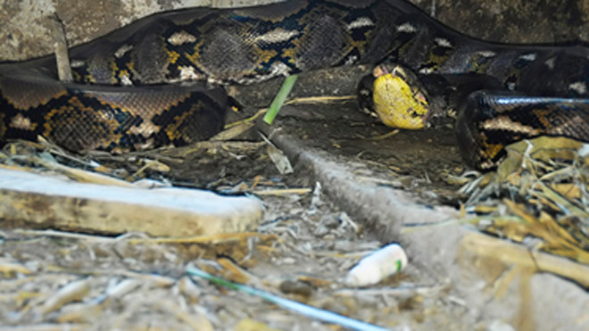 Con trăn nặng khoảng 70 kg nằm "ăn vạ" trong chuồng trâu.