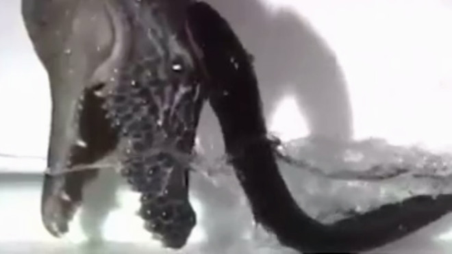 Tận thấy khả năng phi thân phóng điện của sát thủ rừng Amazon