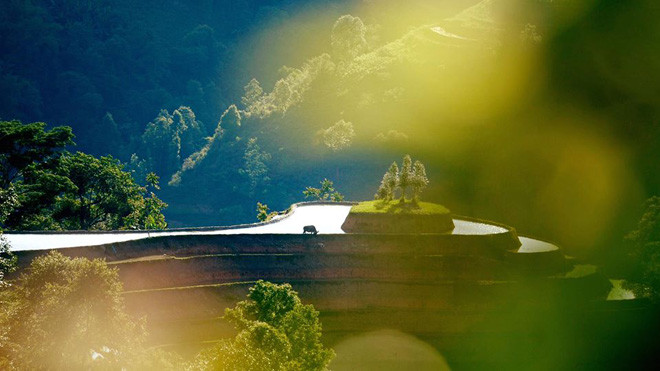 Ruộng bậc thang Hoàng Su Phì đón ánh bình minh đẹp như miền cổ tích.