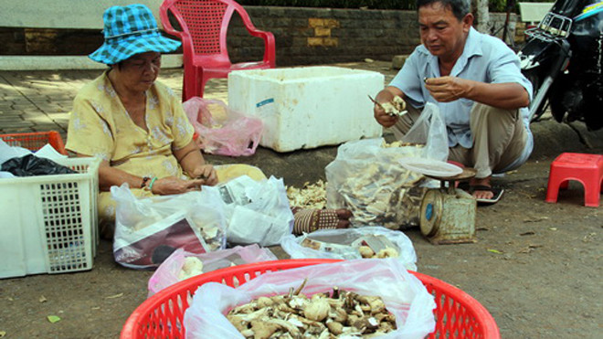 Vợ chồng bà Hai là tiểu thương quen thuộc ở chợ Long Khánh mỗi khi có đợt nấm mối. Ảnh: Phước Tuấn/VnExpress