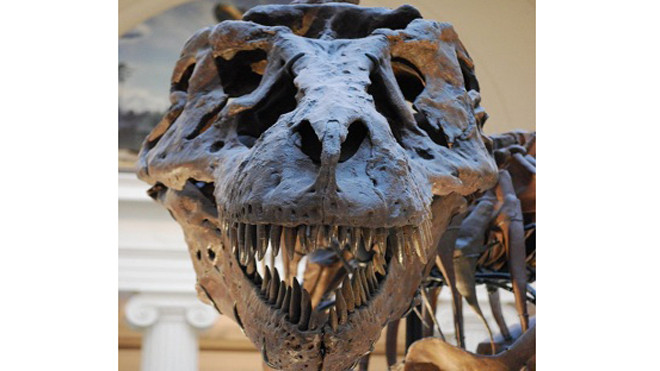 Hàm răng nhiều lỗ nhỏ của Sue. Ảnh: Wikimedia.