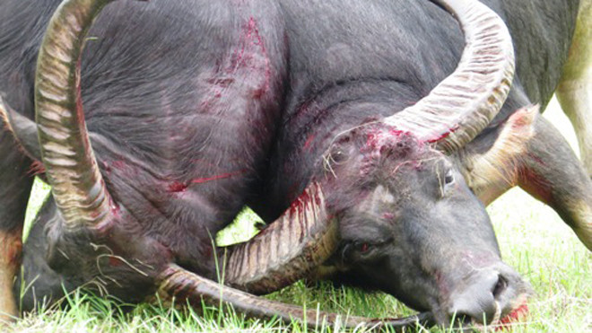 Ban tổ chức lễ hội chọi trâu Đồ Sơn vừa yêu cầu các chủ trâu lấy mẫu nước tiểu hoặc máu để xét nghiệm kiểm tra chất kích thích còn tồn dư trong các trâu (nếu có). Ảnh: Giang Chinh