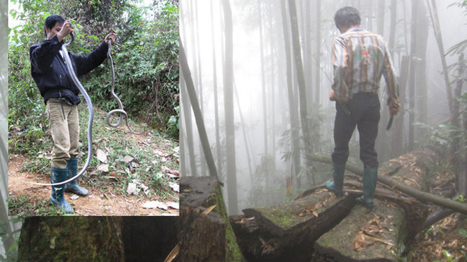 Theo chia sẻ của “phường săn”, để bán rắn được giá thì nhất thiết phải bắt sống (ảnh nhỏ). Để bắt được rắn độc có giá thành cao, các tay săn thường lùng sục ở các bụi rậm, hang hốc nơi rắn trú ngụ. Ảnh: Nhật Tân