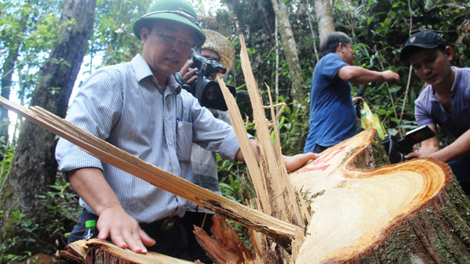 Hiện trường vụ phá rừng Pơ mu. Ảnh H. Văn