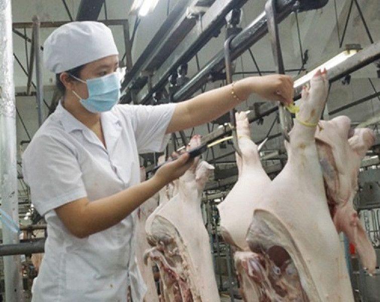 Kiểm tra đeo vòng truy xuất nguồn gốc cho heo