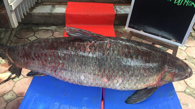 Cá nặng tới 55kg, dài 1,5m.