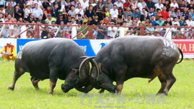 Trận đấu giữa trâu số 08 và trâu số 11 tại lễ hội chọi trâu Đồ Sơn. Ảnh: Lâm Khánh/TTXVN