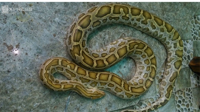 Trăn gấm nặng 25kg bò vào nhà dân ở Nam Định