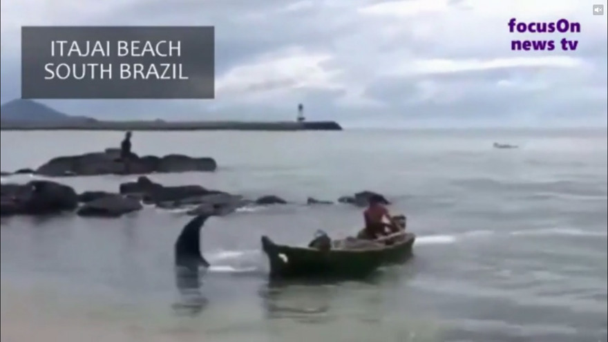 Cá đuối nặng hơn một tấn khiến ngư dân phát hoảng