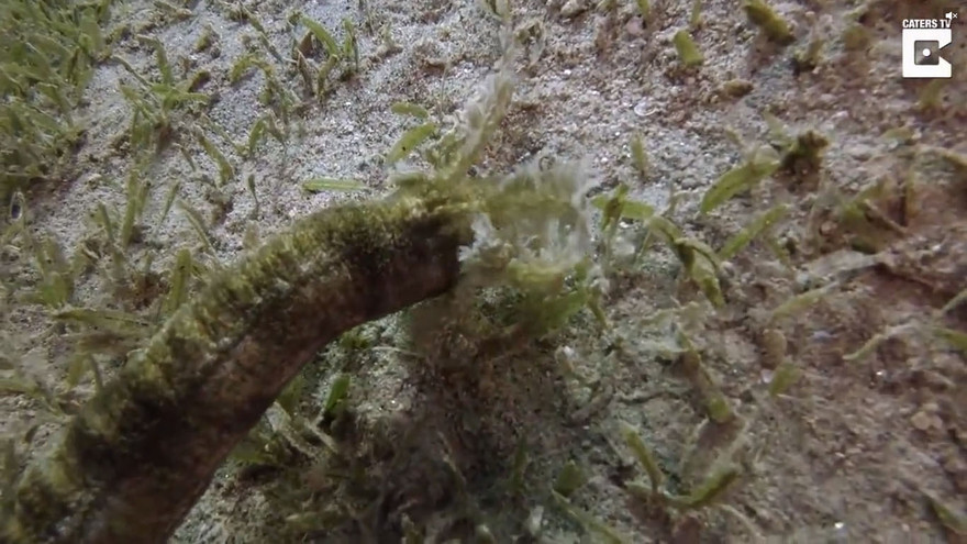 Hải sâm ngoại cỡ dài 1,5 mét dưới đáy Biển Đỏ