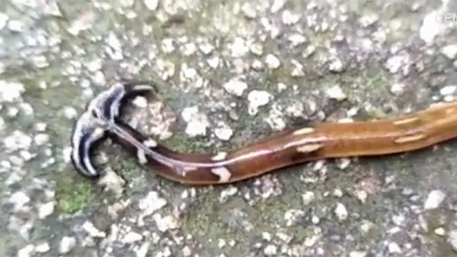 Con sâu đầu búa bò ngoằn ngoèo trên nền đất. Video: YouTube. 